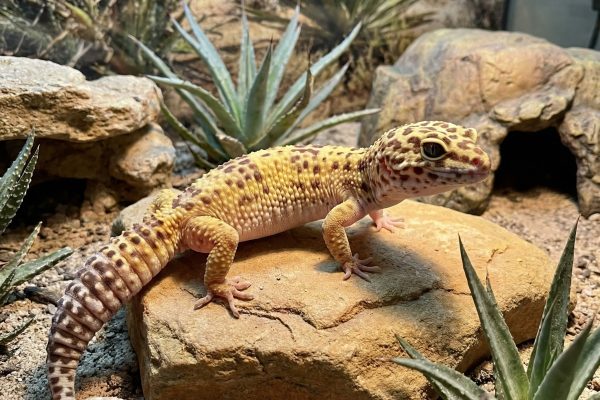 MINI DRAGHI: I GECHI LEOPARDINI